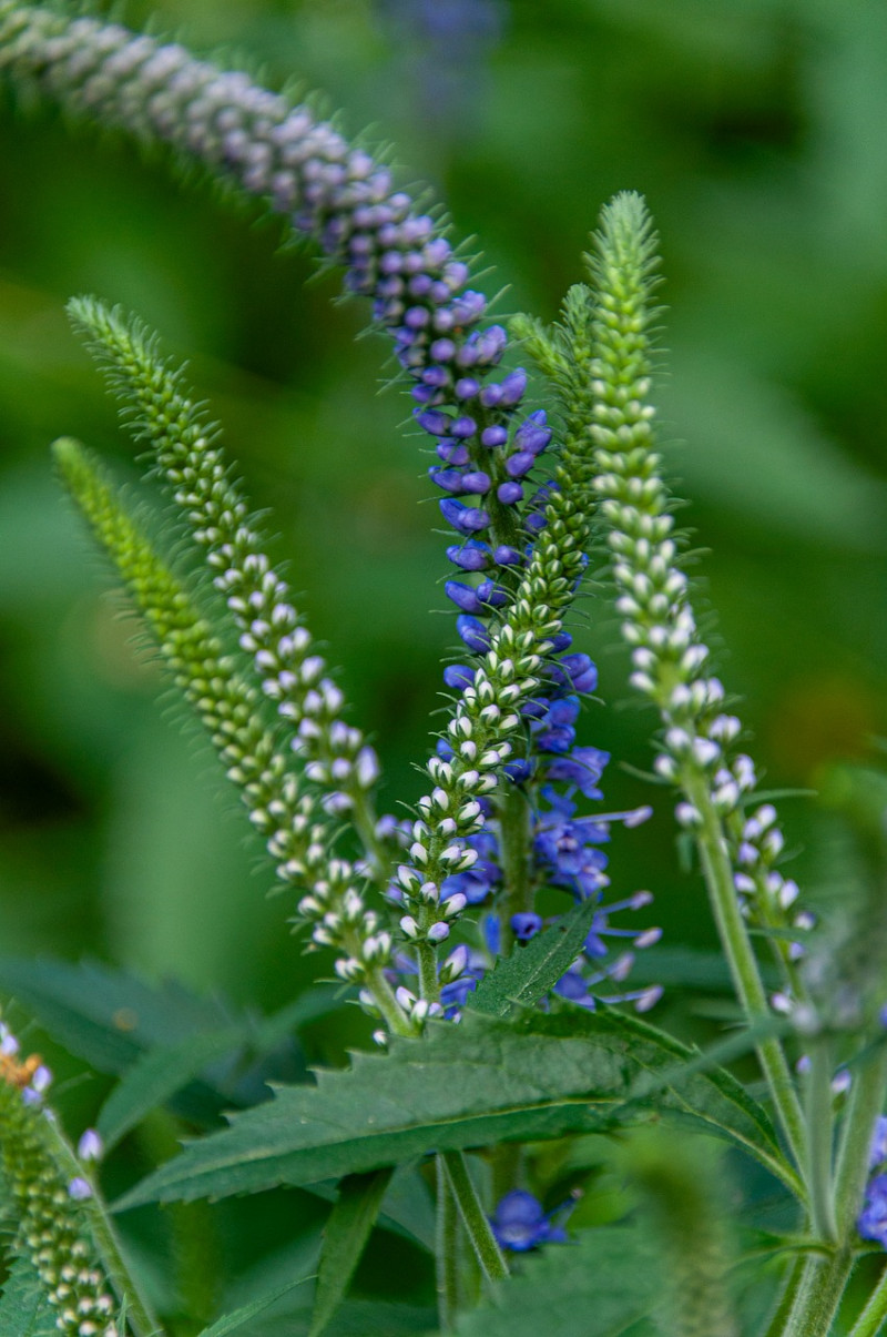 Veronica longifolia - lange ereprijs - inheemse waardplant - recht blauwe bloemaren - natuurlijke-voeding-hommels-insecten
